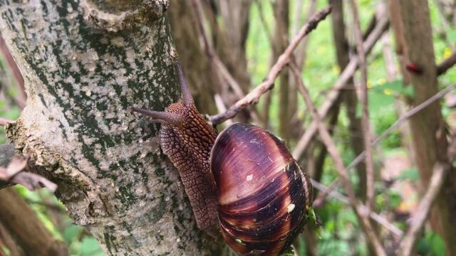 One beautiful big snail with brown striped shell slither up the branch of a tree against background of blurry green forest. Close up view. Wildlife concept.