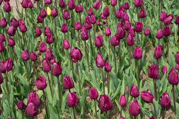 Deep Purple Tulips