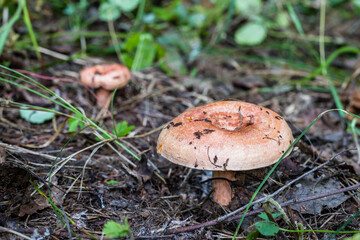 Pink mushroom close-up in the forest under the leaves. Concept: collecting edible mushrooms in the forest.
