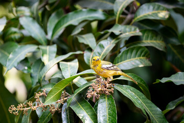 Common Iora