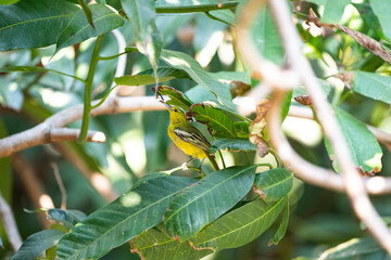 Common Iora