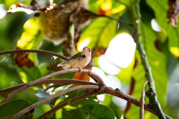 Common Tailorbird