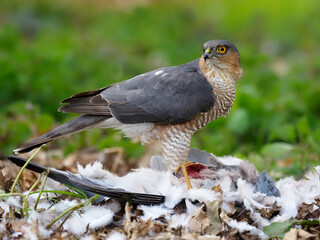 Eurasian Sparrowhawk, Accipiter nisus
