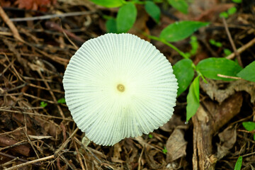 White color poisonous mushroom on the ground - obrazy, fototapety, plakaty