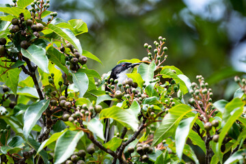 Dark - backed Sibia