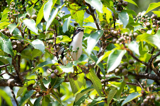 Dark - backed Sibia
