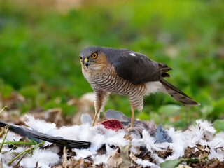 Eurasian Sparrowhawk, Accipiter nisus
