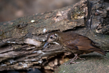 Dark - sided Thrush