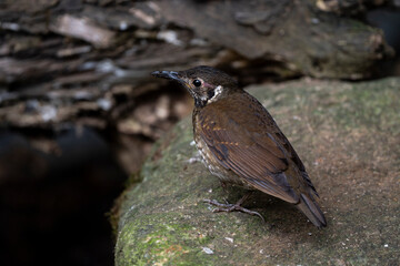 Dark - sided Thrush