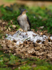 Eurasian Sparrowhawk, Accipiter nisus