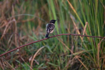 Eastern Stonechat