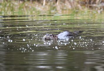 Curious North American River Otter on lake