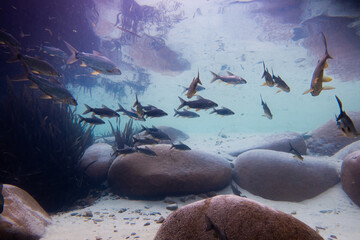 Prochilodus lineatus