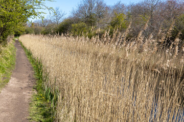 Reed or thatch on the side of a rogation canal in the nature reserve Oranjezon in The Netherlands