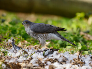 Eurasian Sparrowhawk, Accipiter nisus