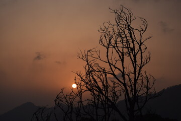 Old beautiful picture of a tree and sunset