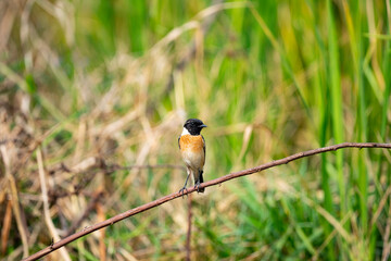 Eastern Stonechat