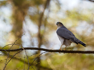 Eurasian Sparrowhawk, Accipiter nisus