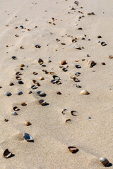 Fototapeta na wymiar Shells on the beach at Oranjezon, in Zeeland, The Netherlands