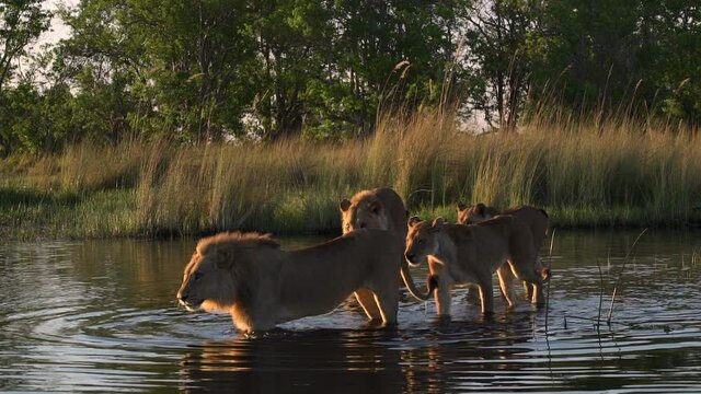 Wide shot of a pride of lions hesitate to cross through the water in the Okavango Delta.