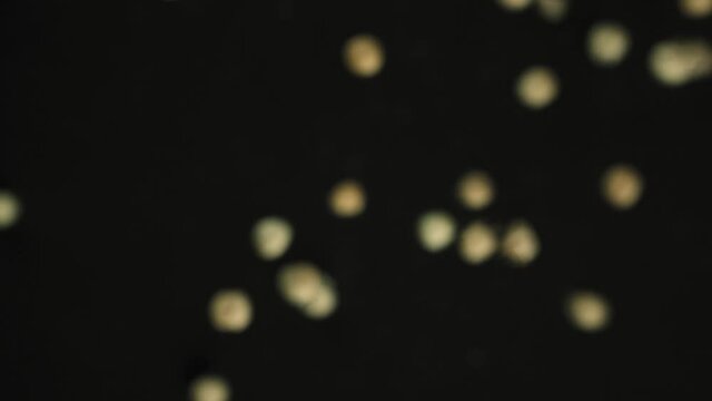 Hazelnuts on black background fly through the air in slow motion