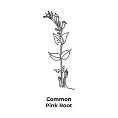 Common pink root healing plant hand-drawn, sketch