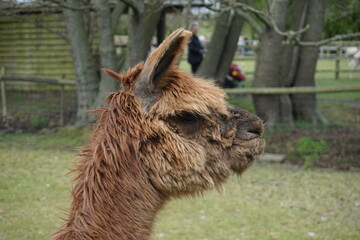 Fototapeta premium Brown alpaca