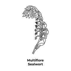 Perennial plant hand drawn, multiflore sealwort.