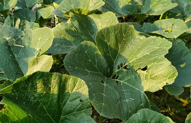 green leaves in the garden