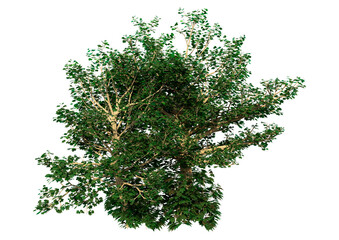 Obraz premium 3D Rendering Sycamore Tree on White