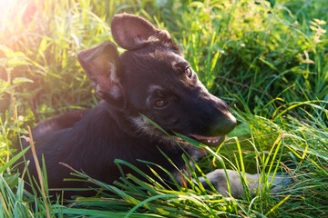 German shepherd puppy in the grass