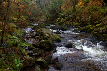 A stream running through autumn forest