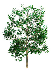 Obraz premium 3D Rendering Sycamore Tree on White