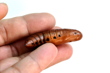 Brown butterfly caterpillar in hand on white background. 