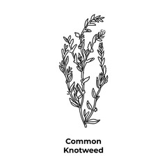 Perennial plant common knotweed drawn by line