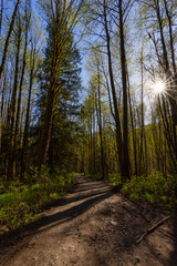 Dirt Road in the Green Rain Forest during a sunny spring day. Located in Squamish Valley, North of Vancouver, British Columbia, Canada.