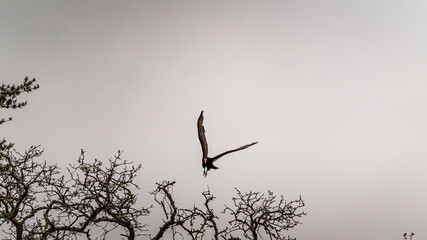 A buzzard spreads its wings and launches itself from the treetops.