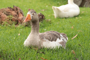Goose sitting