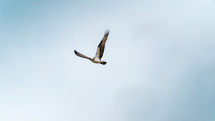 An Osprey flying in the sky after attempting a dive towards the water looking for fish.