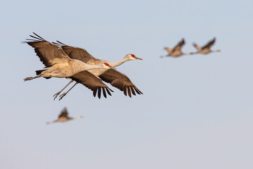 Pair of Sandhill Cranes in Landing Near Othello Washington
