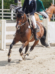 Koń i galop © EwaAF