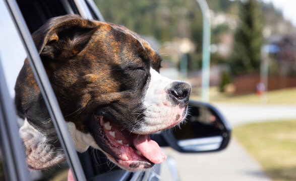 Cute and Adorable Female Boxer Dog with Face Out the Car Window for fresh air. Image taken in Vancouver, British Columbia, Canada.