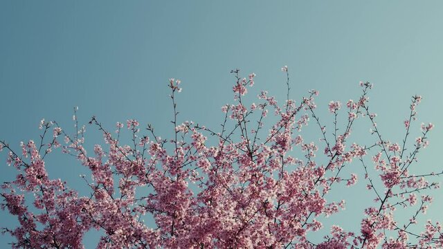 Sakura flowers on the branches against beautiful blue sky. Pink Sakura (Japanese Cherry Blossom) Trees against the blue sky