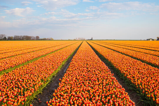 ornage tlip fiels in holland