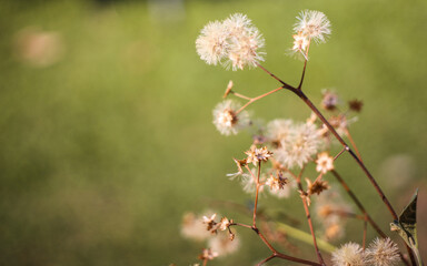 In late autumn a sprig of grass with the remnants of dry fluffy flowers sways in the wind. dry autumn flowers.

