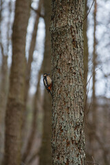 woodpecker on tree