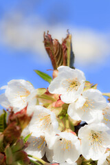 white Cherry blossoms in springtime 