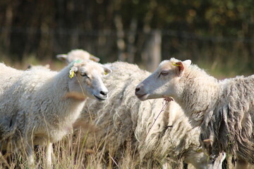 Fototapeta premium Schafe auf einer Wiese im Emsland