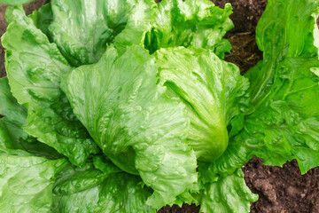 Young green head of lettuce in the ground, fresh herbs in the garden.