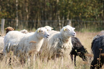 Fototapeta premium Schafe auf einer Wiese im Emsland